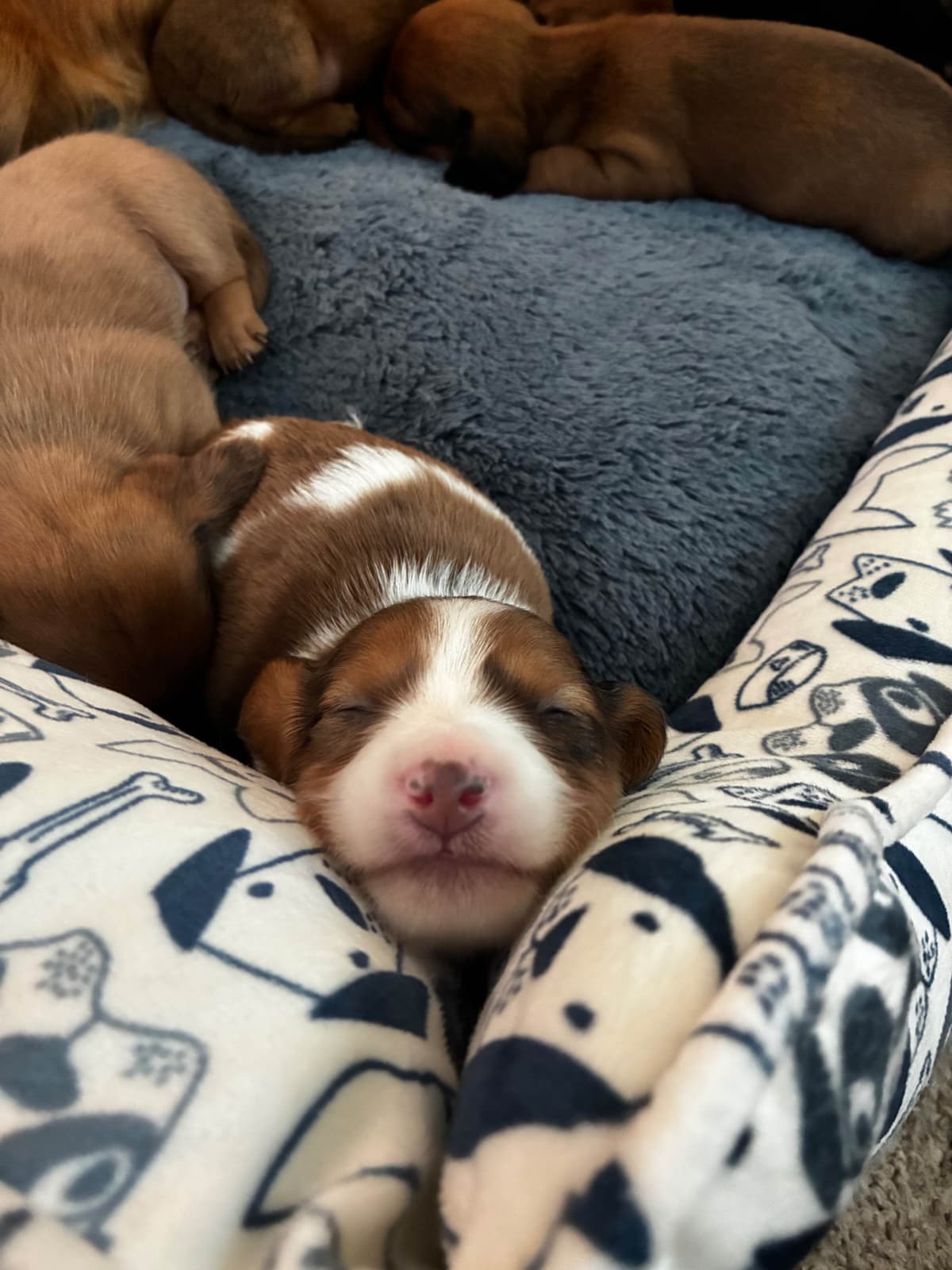 Miniature Dachshund Puppies breeder image 10