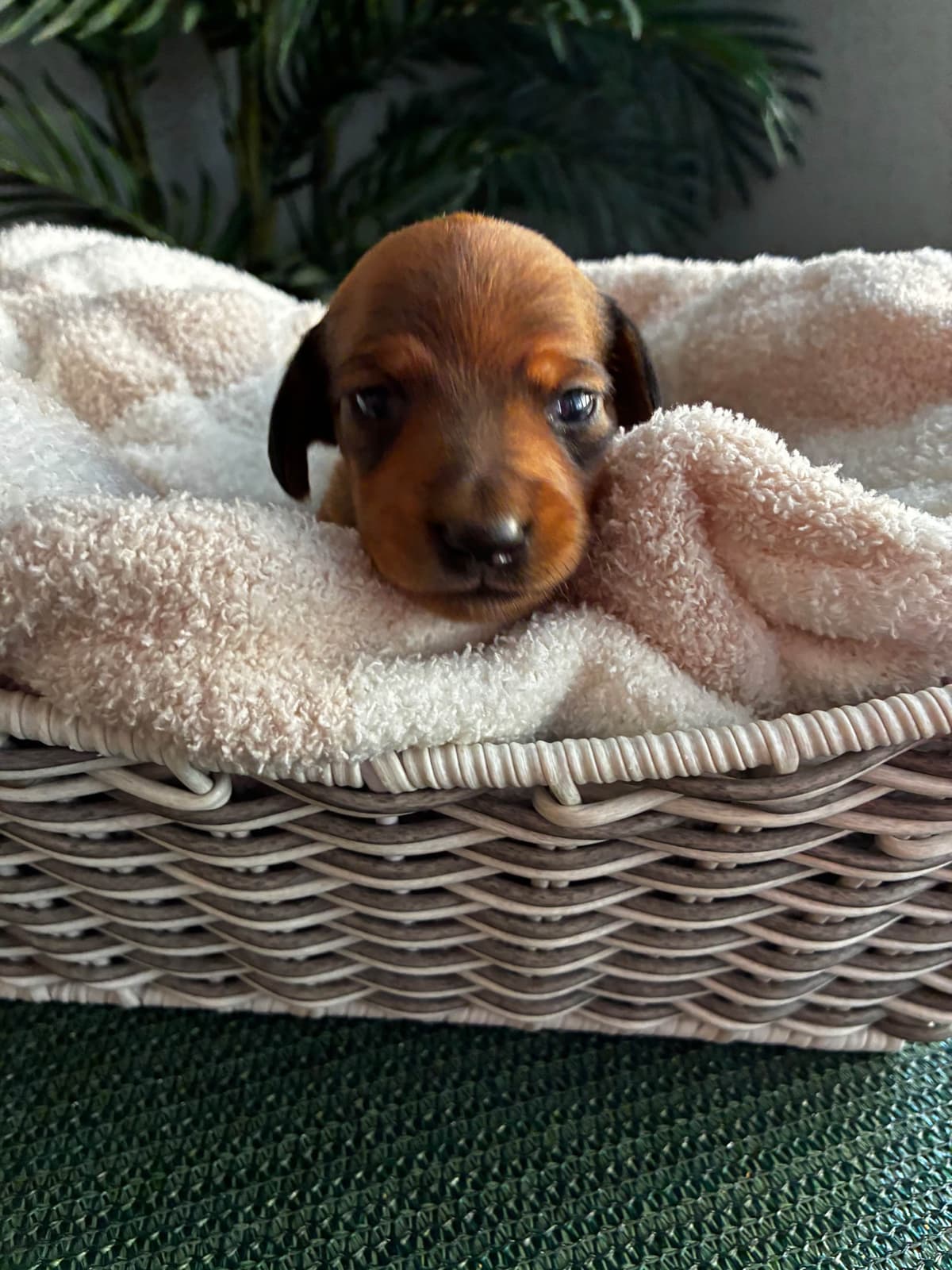 Miniature Dachshund Puppies breeder image 11