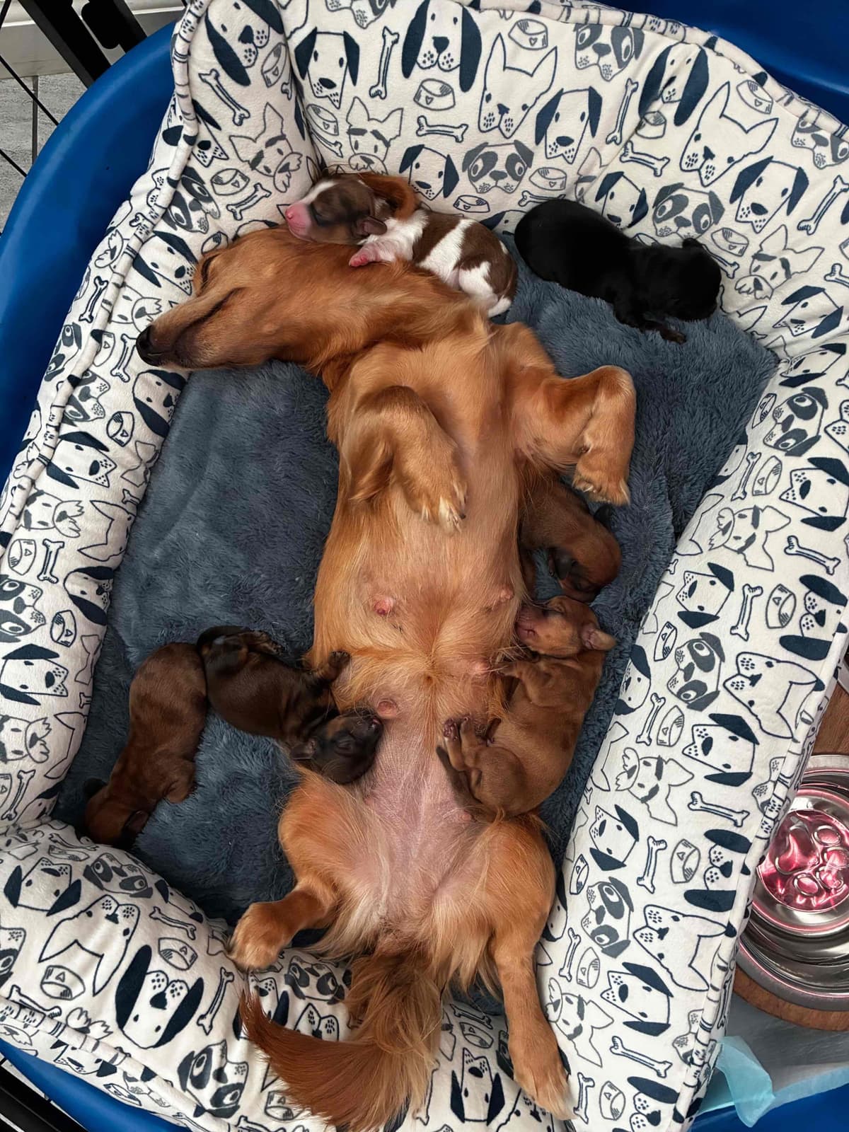 Miniature Dachshund Puppies breeder image 13