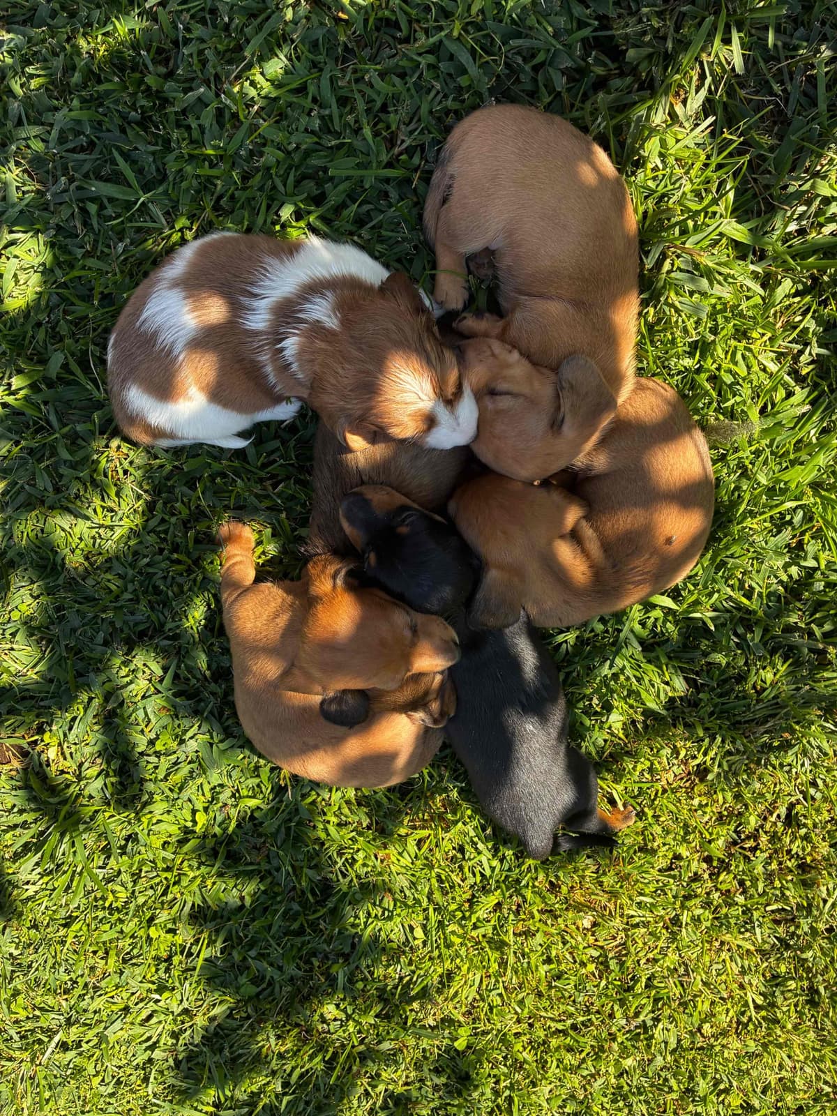 Miniature Dachshund Puppies breeder image 12