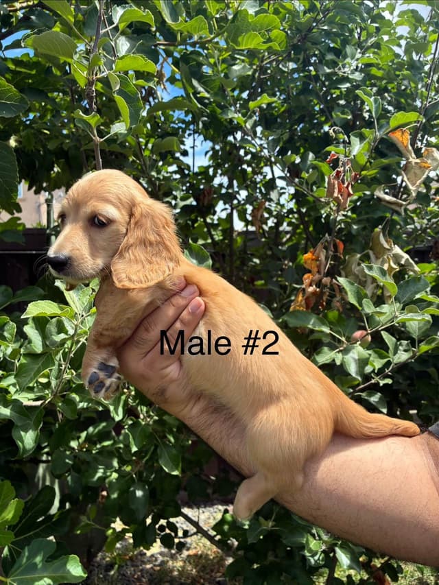 Miniature Dachshund Puppies media 2