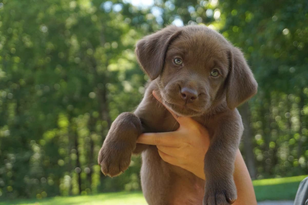 Labrador Retriever Puppies breeder image 2