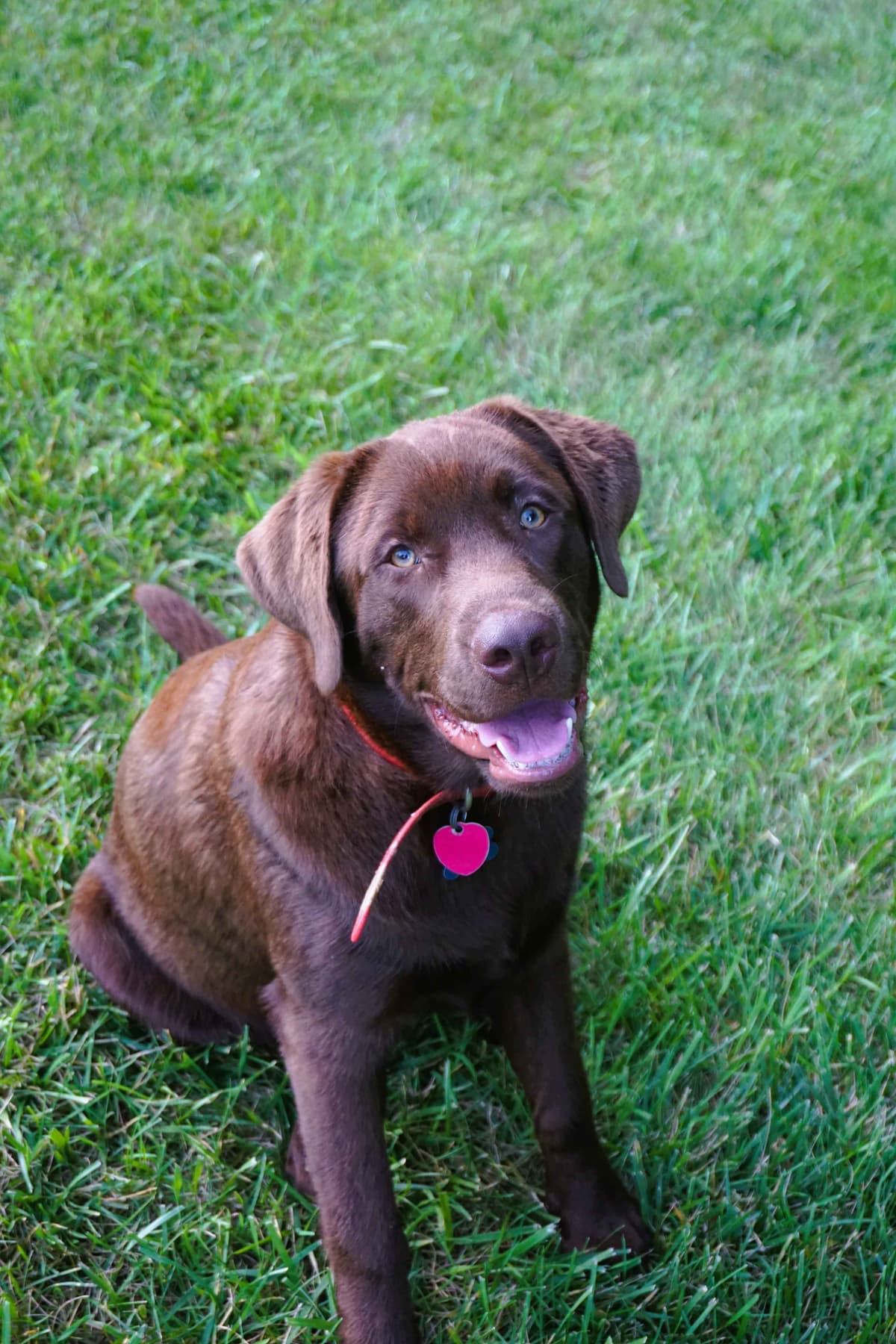 Labrador Retriever Puppies breeder image 3