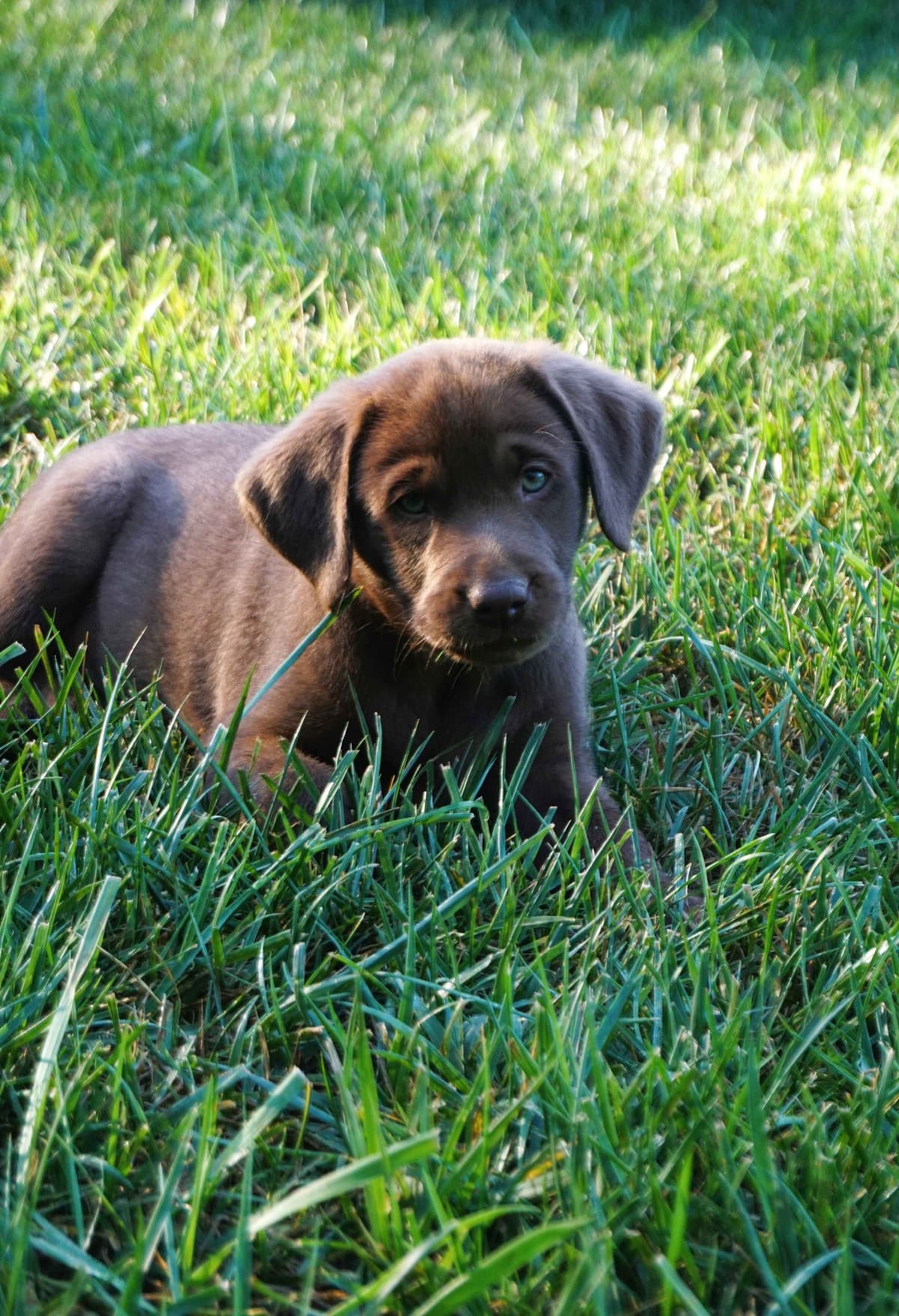 Labrador Retriever Puppies breeder image 5