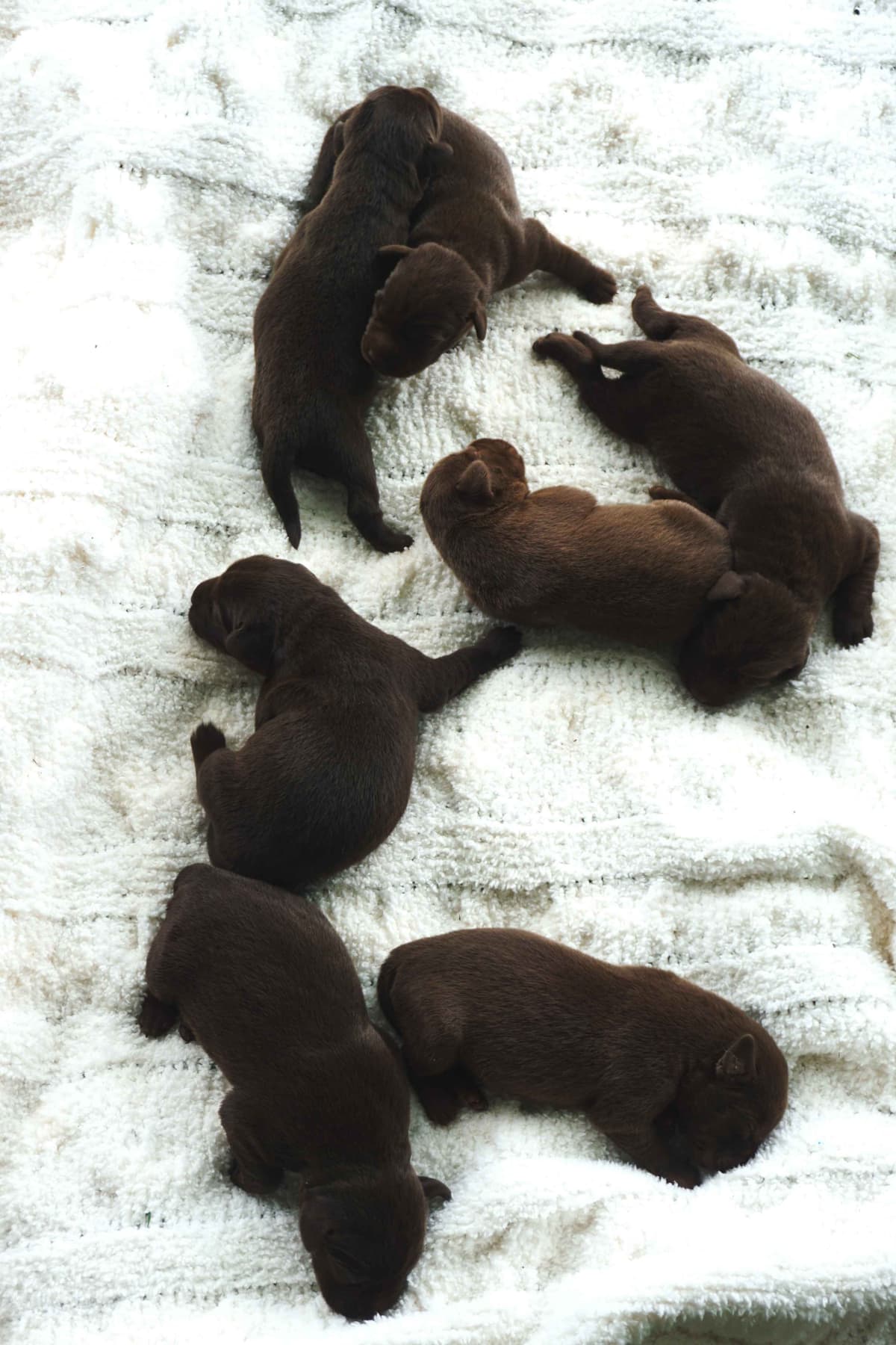 Labrador Retriever Puppies breeder image 6