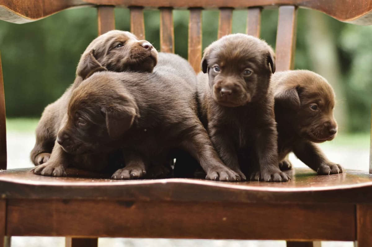 Labrador Retriever Puppies breeder image 7