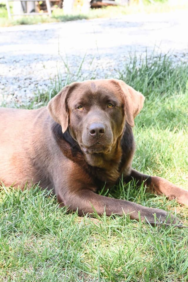 Labrador Retriever Puppies media 10