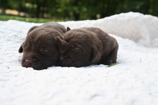 Labrador Retriever Puppies media 6
