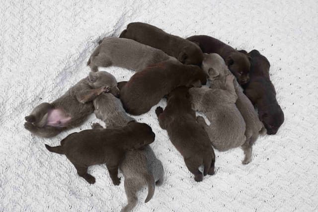 Labrador Retriever Puppies media 7