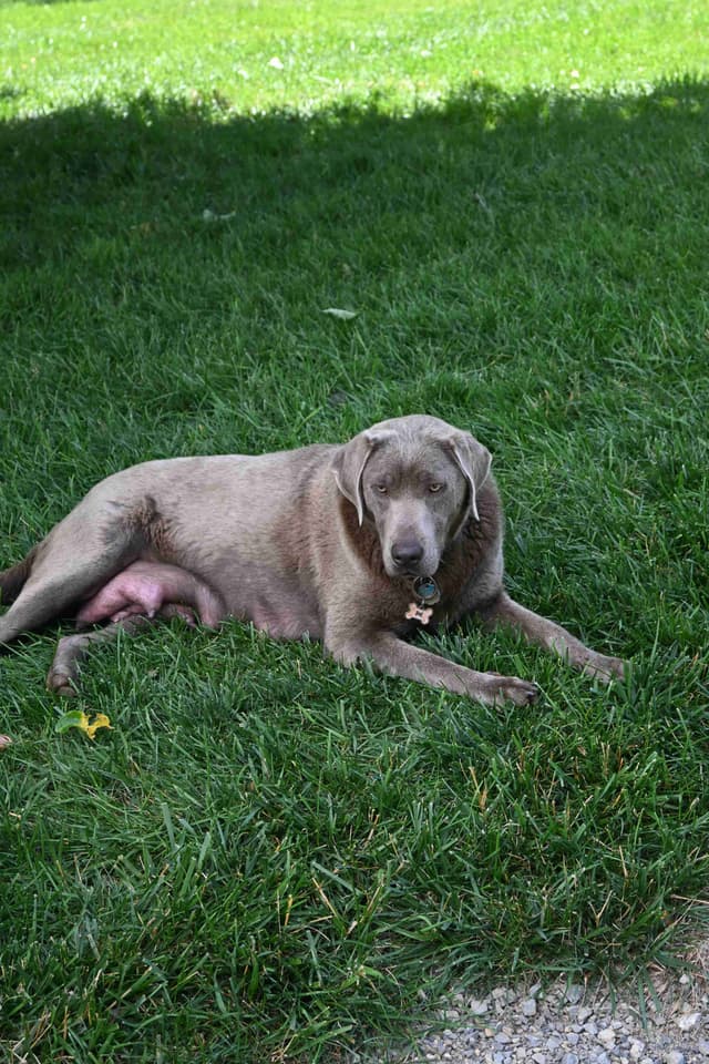 Labrador Retriever Puppies media 9