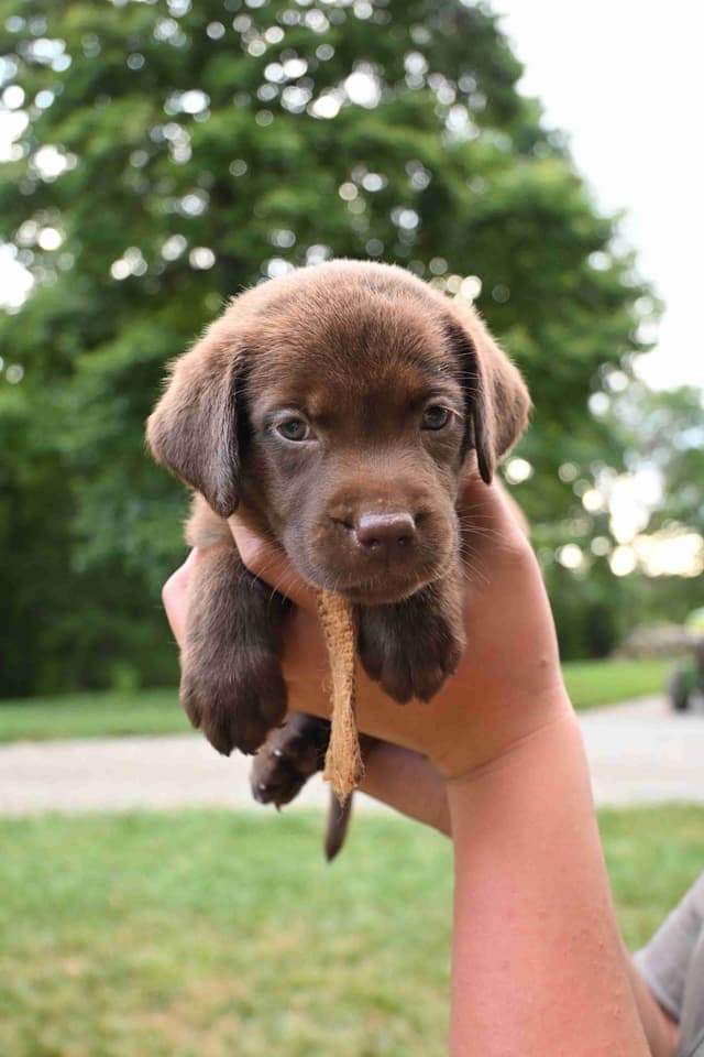 Labrador Retriever Puppies media 2