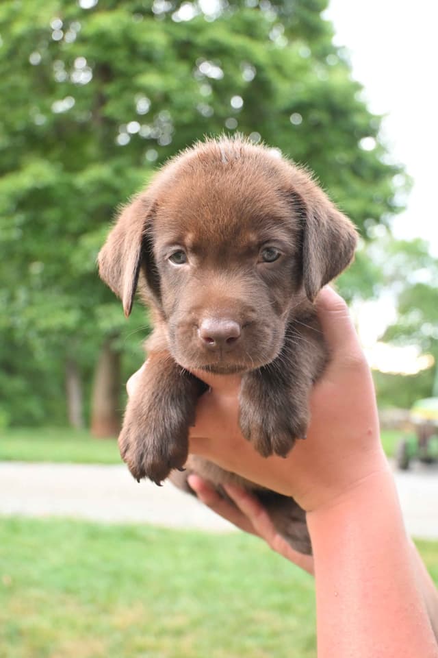 Labrador Retriever Puppies media 3