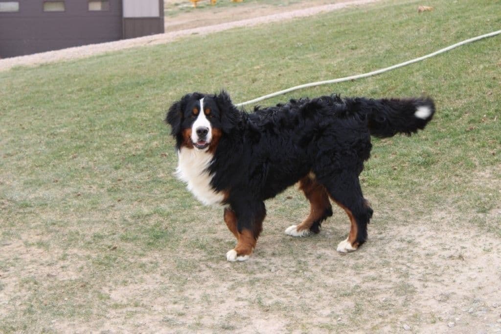 Bernese Mountain Dog Puppies breeder image 3