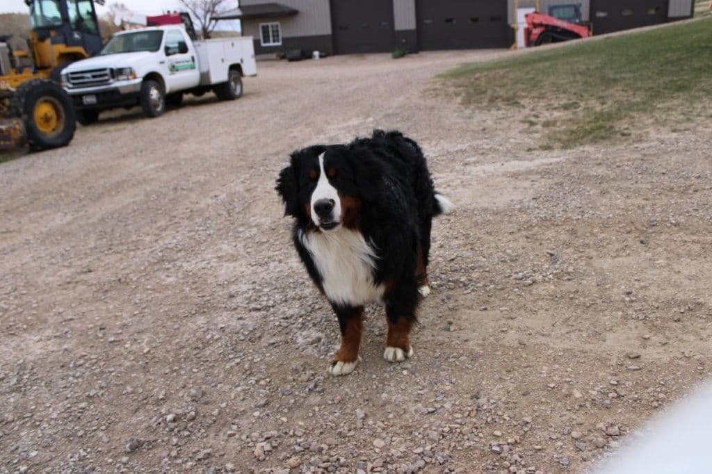 Bernese Mountain Dog Puppies breeder image 4