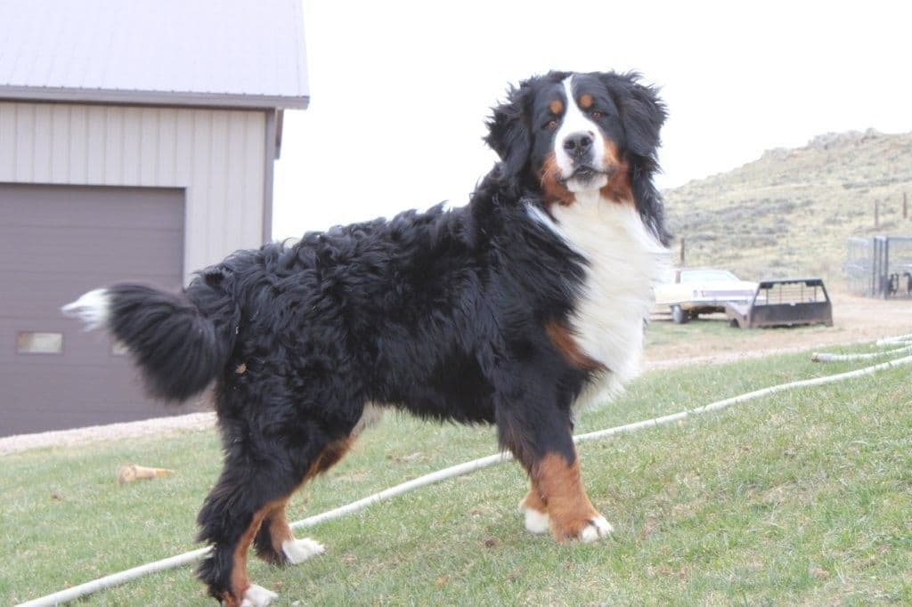 Bernese Mountain Dog Puppies breeder image 5