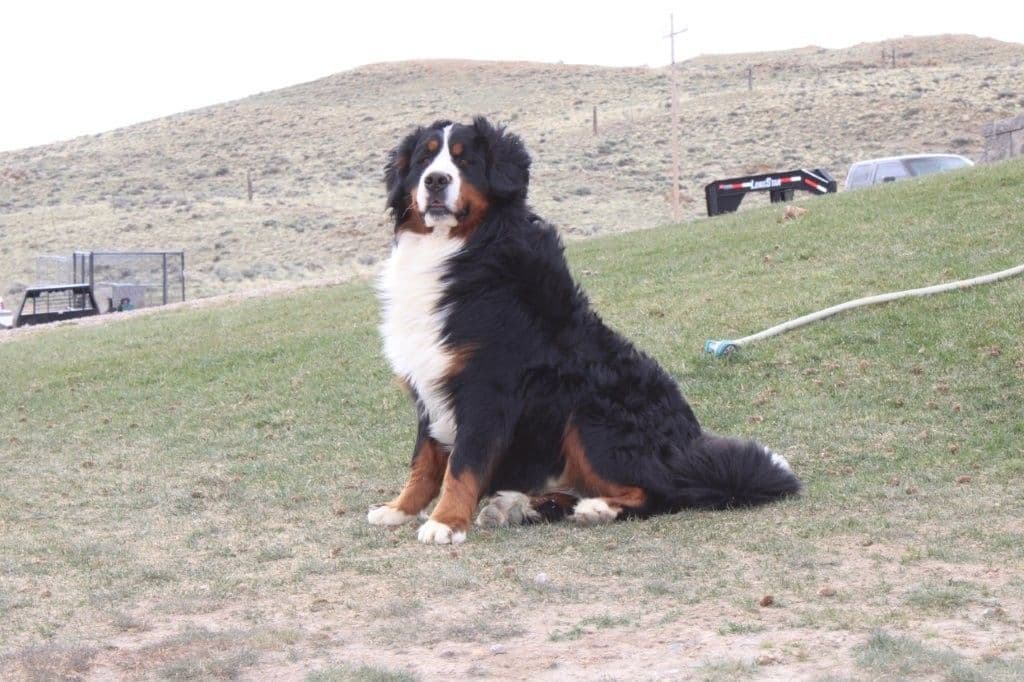 Bernese Mountain Dog Puppies breeder image 7