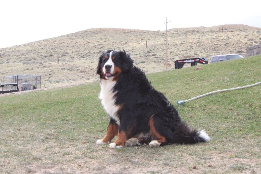 Bernese Mountain Dog Puppies breeder image 8