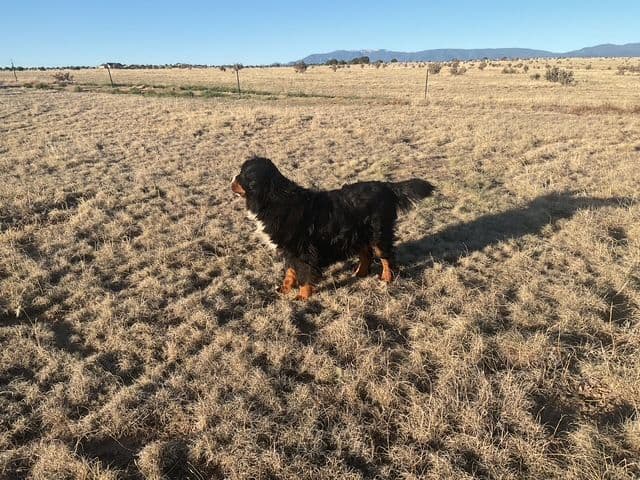 Bernese Mountain Dog Puppies breeder image 13