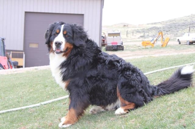 Bernese Mountain Dog Puppies media 14