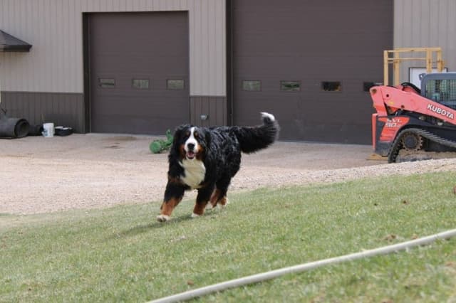 Bernese Mountain Dog Puppies media 15