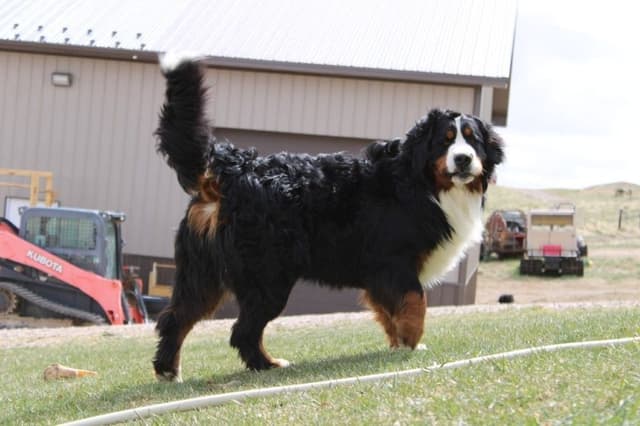 Bernese Mountain Dog Puppies media 16