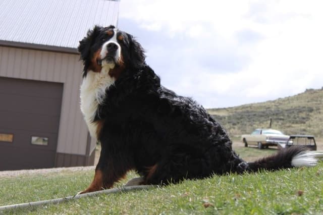 Bernese Mountain Dog Puppies media 17