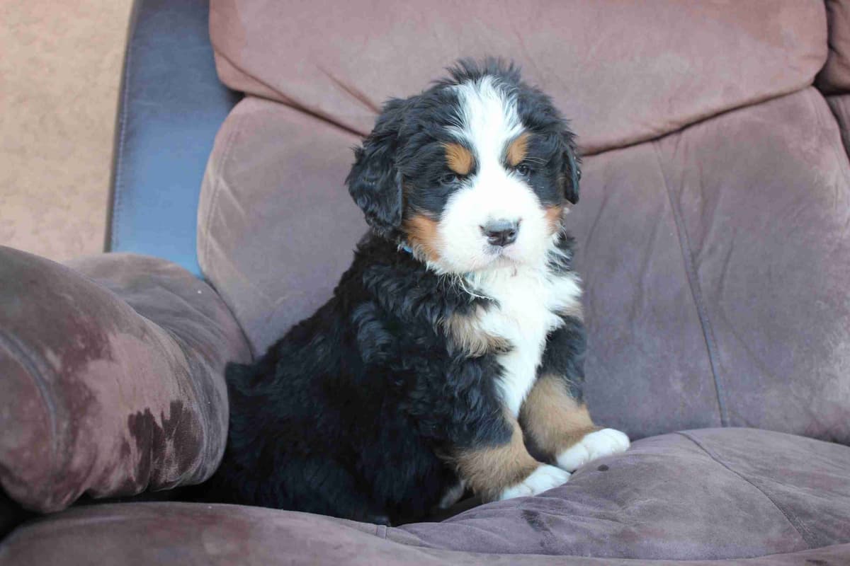 Bernese Mountain Dog Puppies breeder image 20