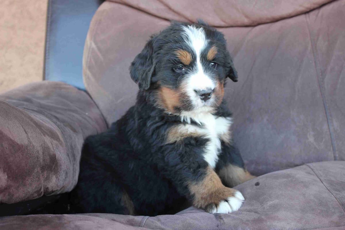 Bernese Mountain Dog Puppies breeder image 21