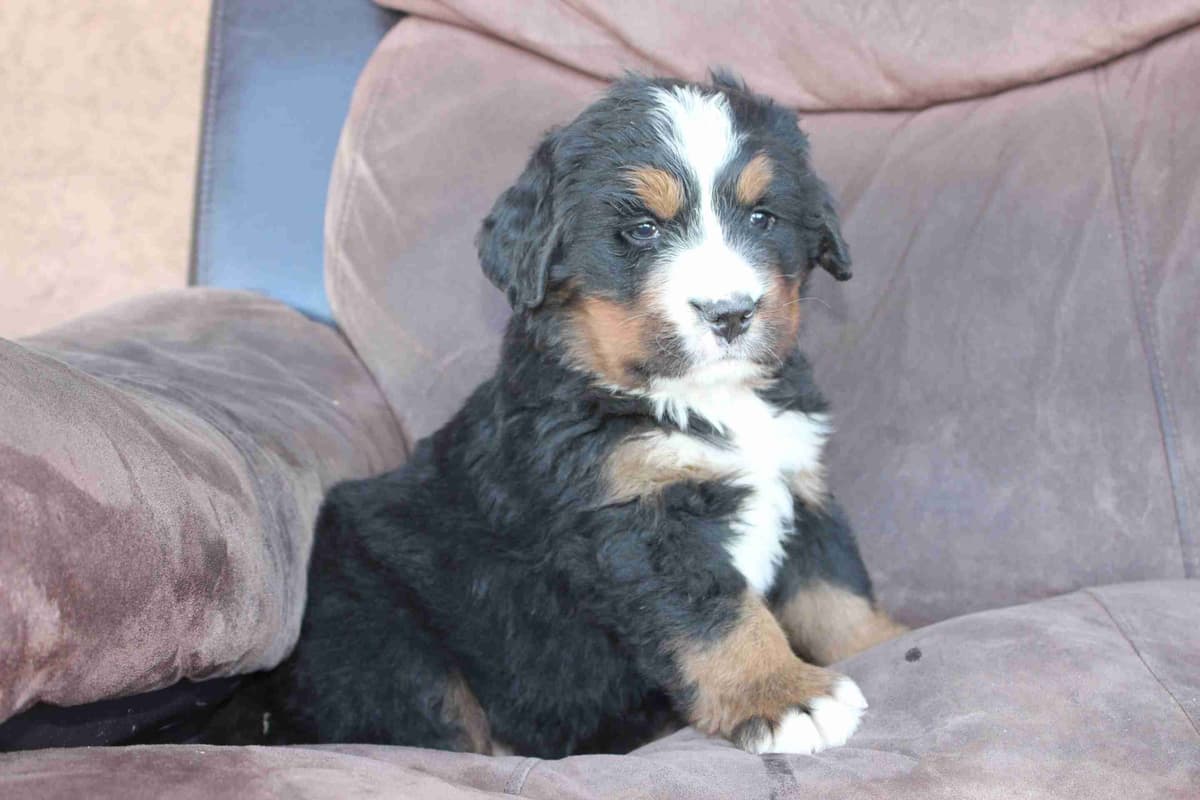 Bernese Mountain Dog Puppies breeder image 14