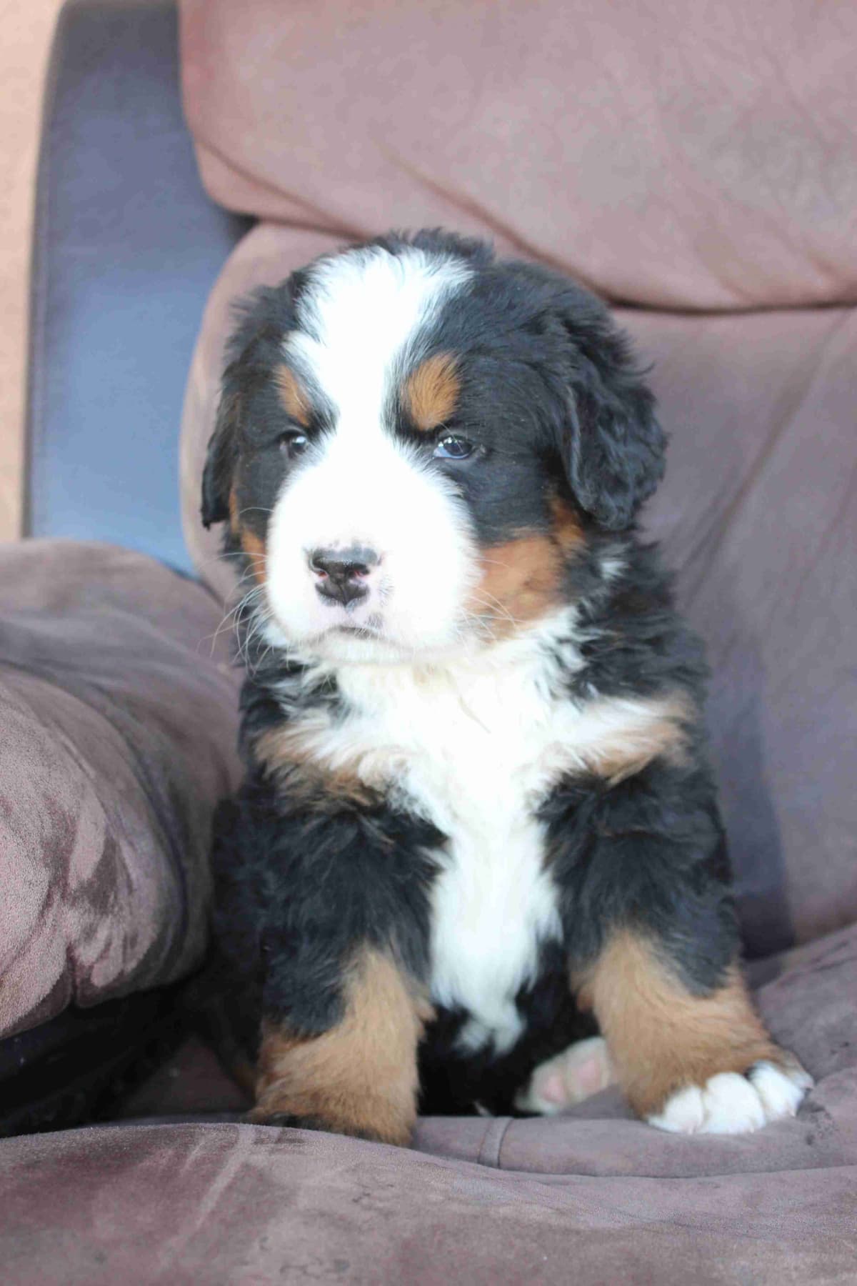 Bernese Mountain Dog Puppies breeder image 22