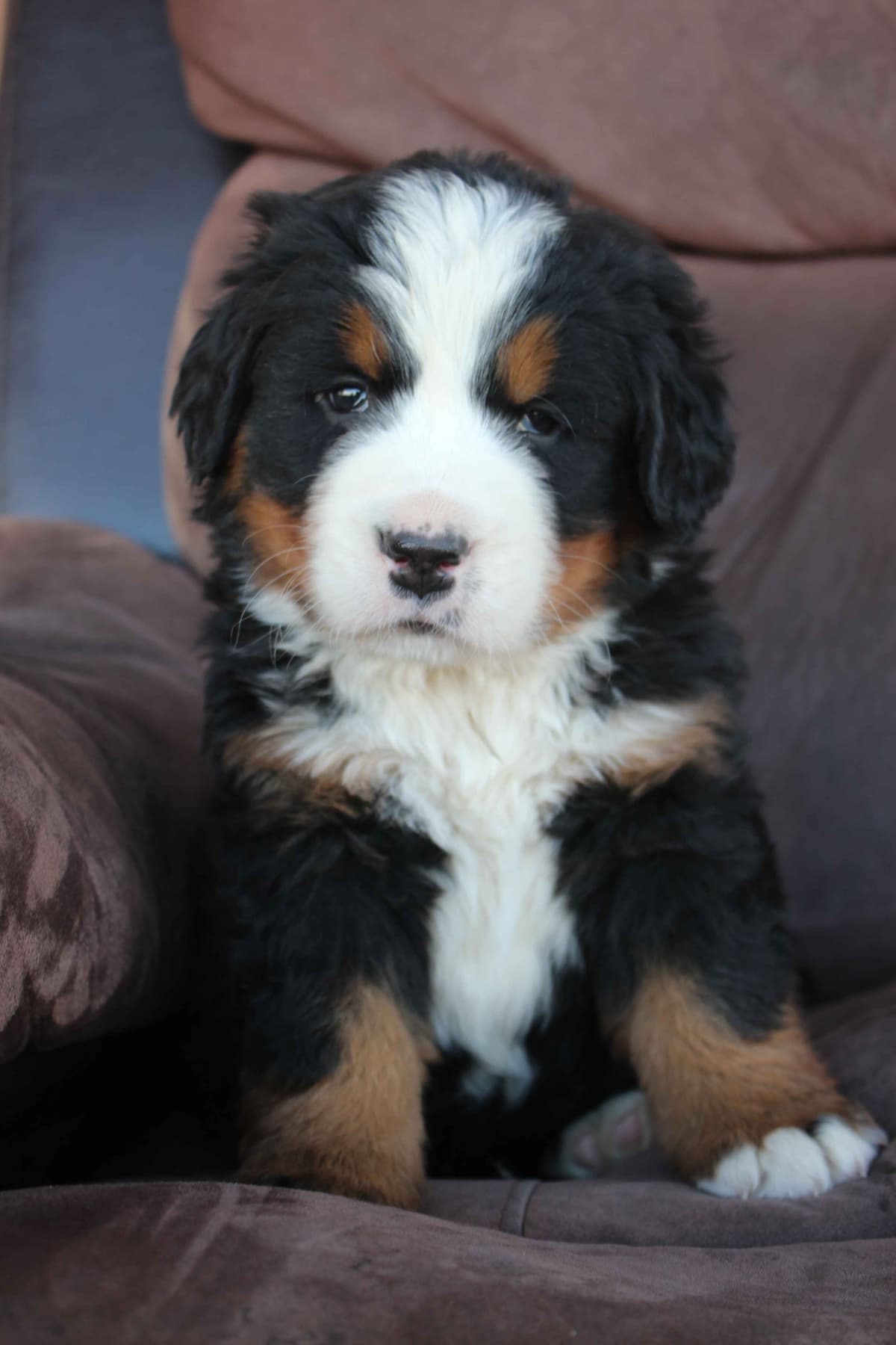 Bernese Mountain Dog Puppies breeder image 15