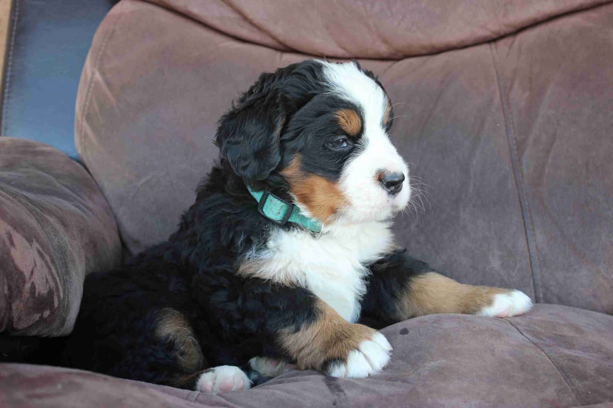 Bernese Mountain Dog Puppies breeder image 16