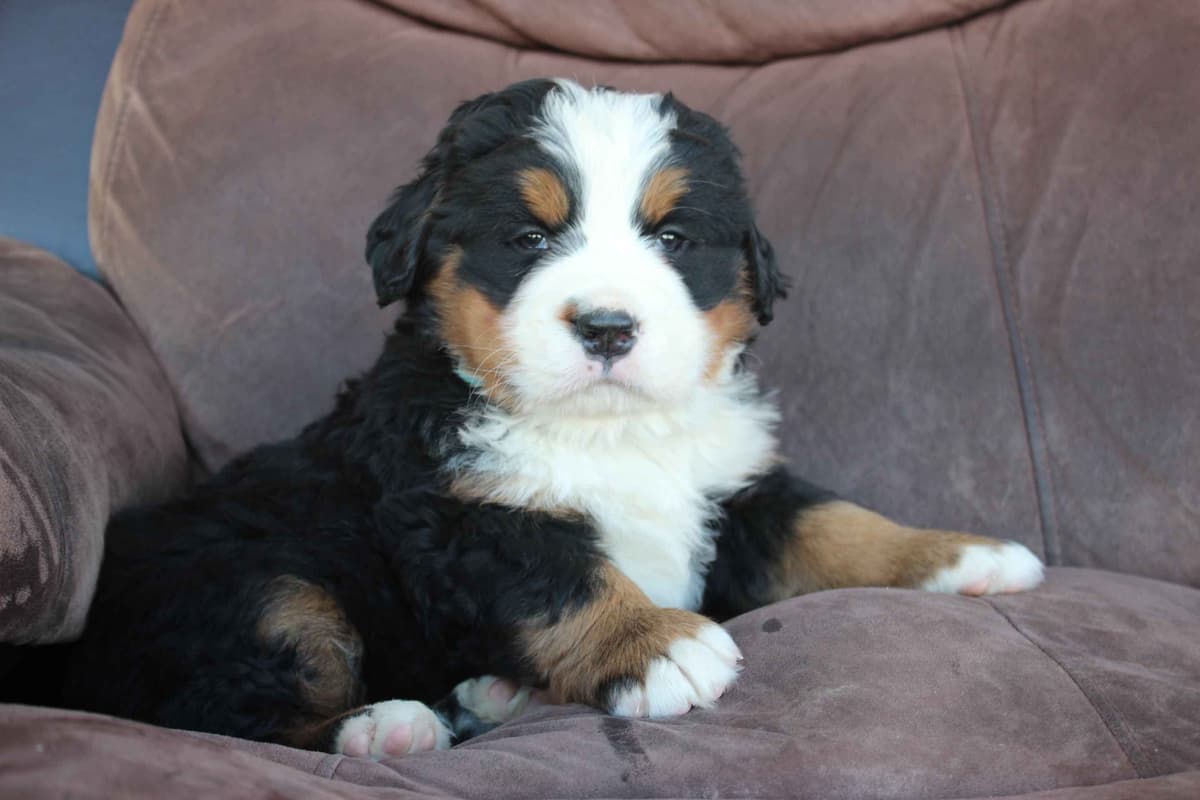 Bernese Mountain Dog Puppies breeder image 23