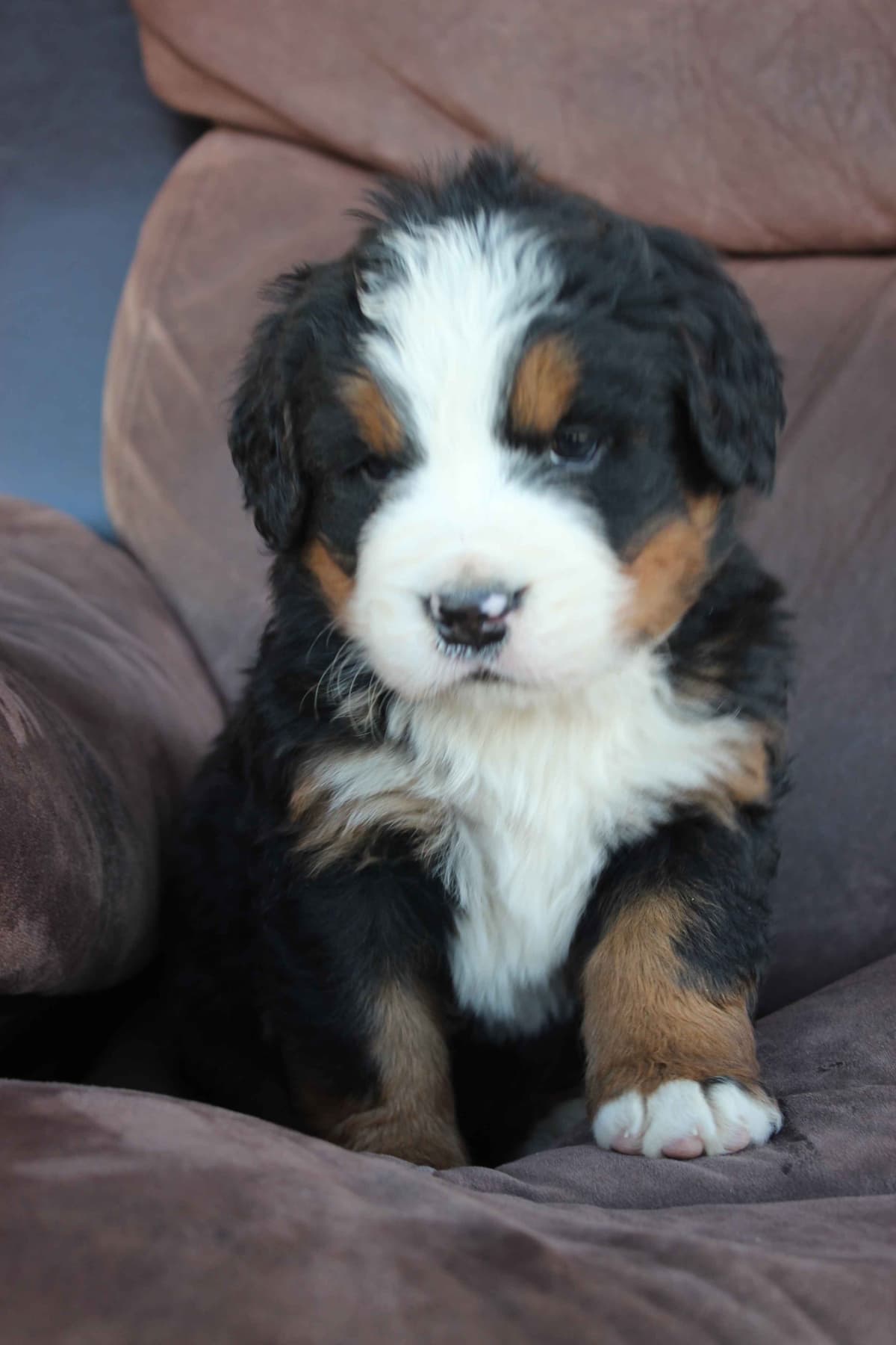 Bernese Mountain Dog Puppies breeder image 24