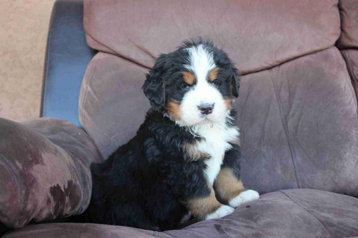 Bernese Mountain Dog Puppies breeder image 18