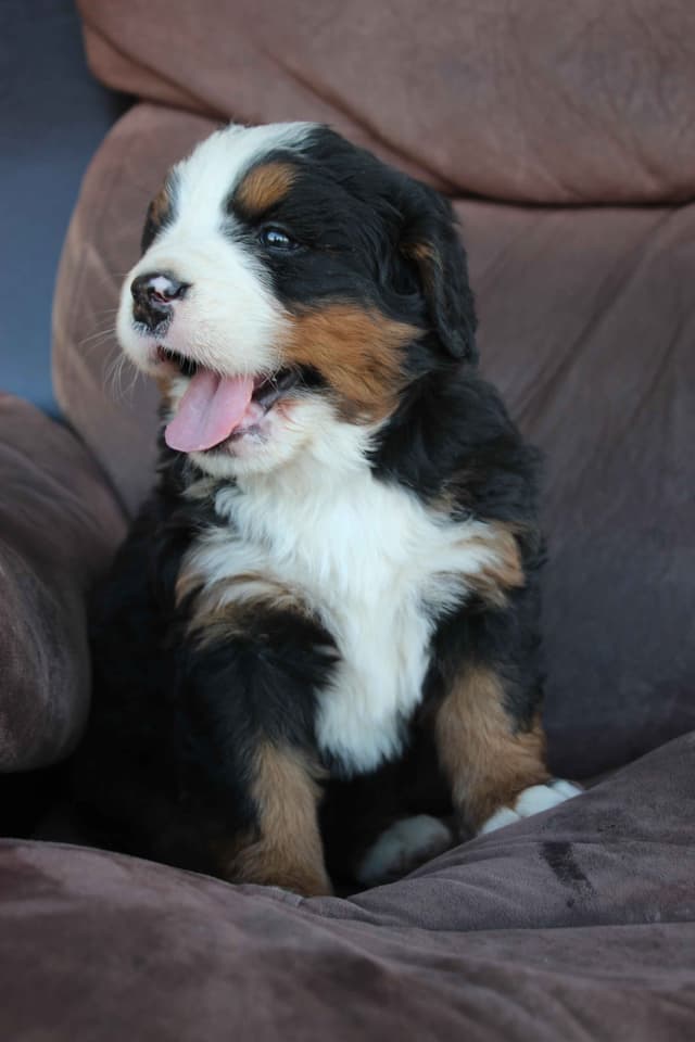 Bernese Mountain Dog Puppies media 18
