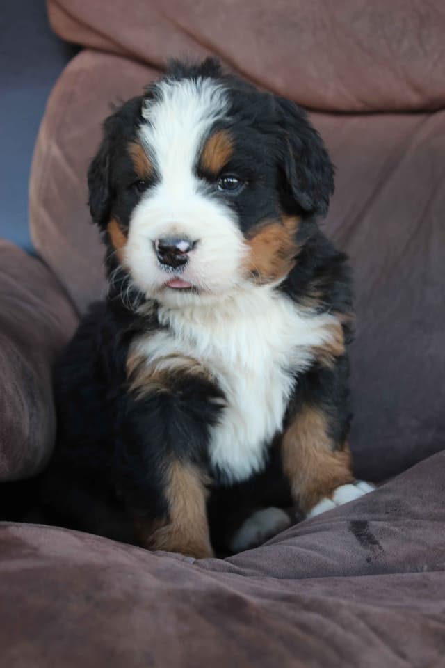 Bernese Mountain Dog Puppies media 19