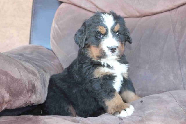 Bernese Mountain Dog Puppies media 21