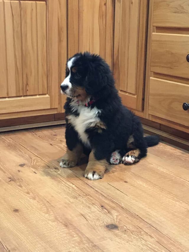 Bernese Mountain Dog Puppies media 22