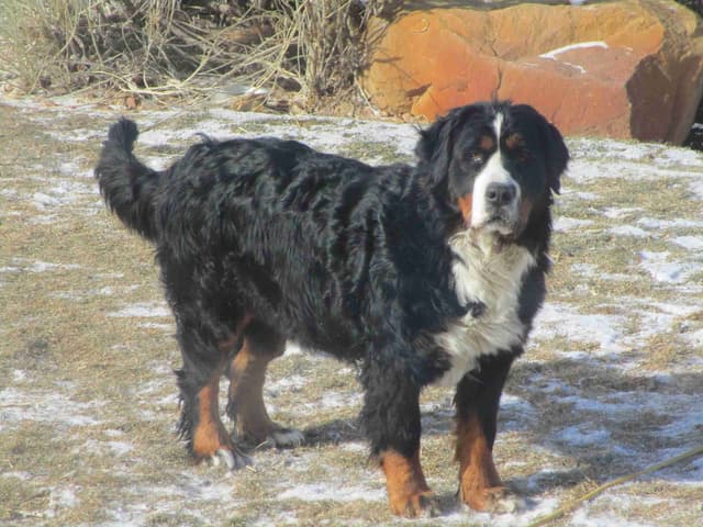 Bernese Mountain Dog Puppies media 23