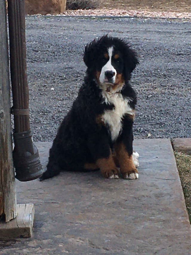 Bernese Mountain Dog Puppies media 24