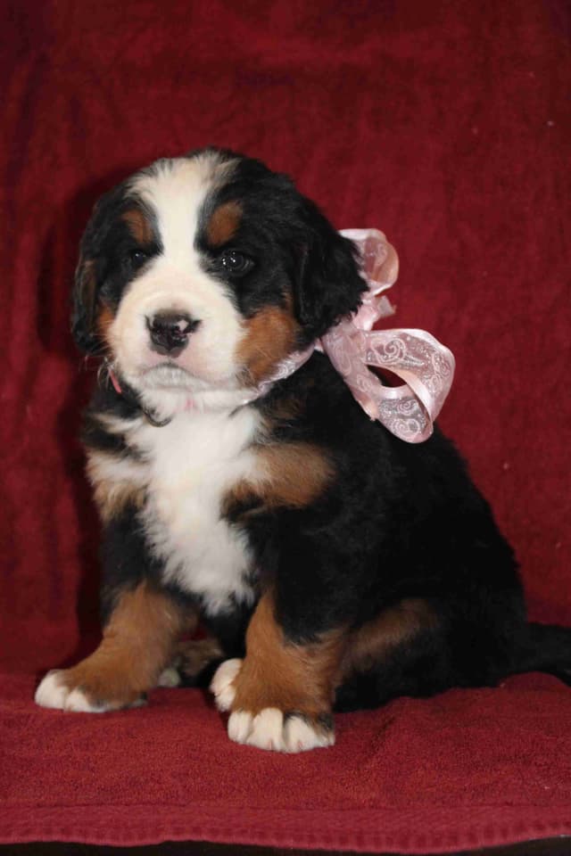 Bernese Mountain Dog Puppies media 25