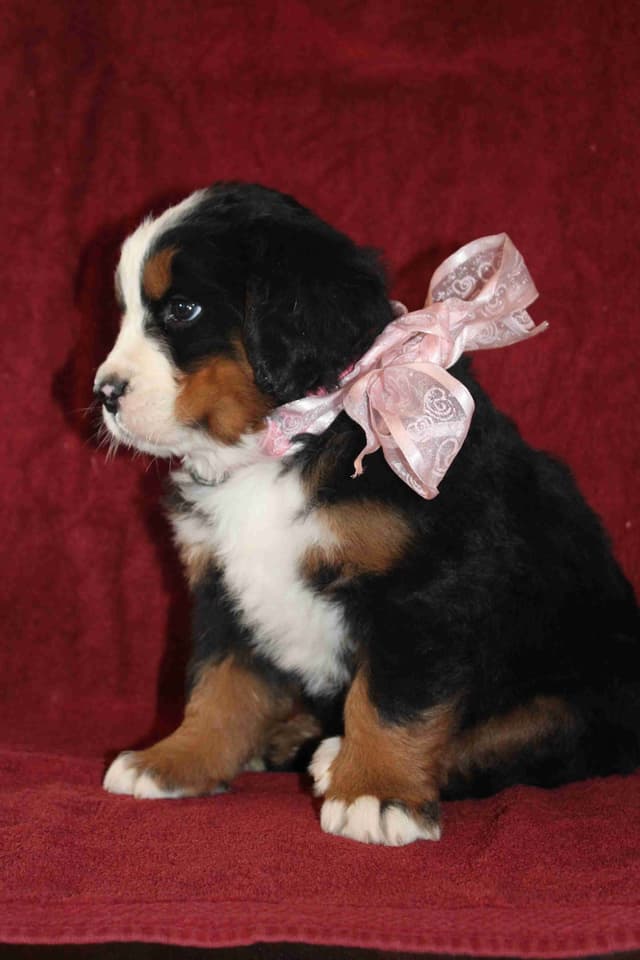 Bernese Mountain Dog Puppies media 2