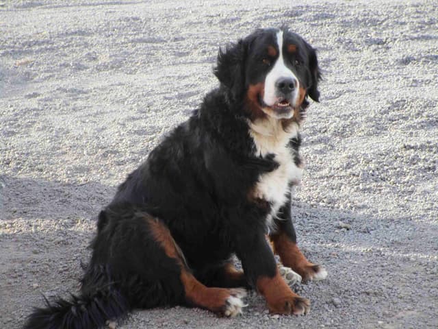 Bernese Mountain Dog Puppies media 4