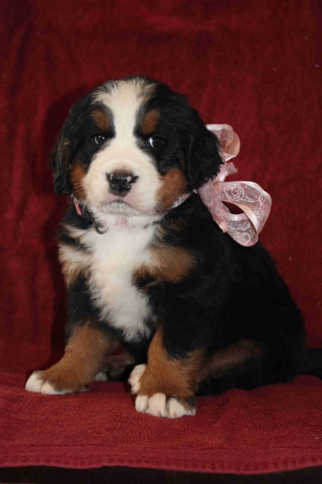 Bernese Mountain Dog Puppies media 5