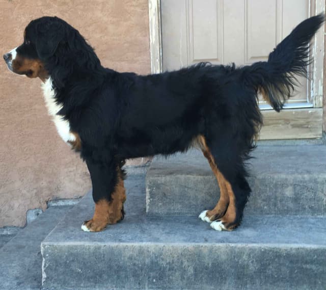 Bernese Mountain Dog Puppies media 6