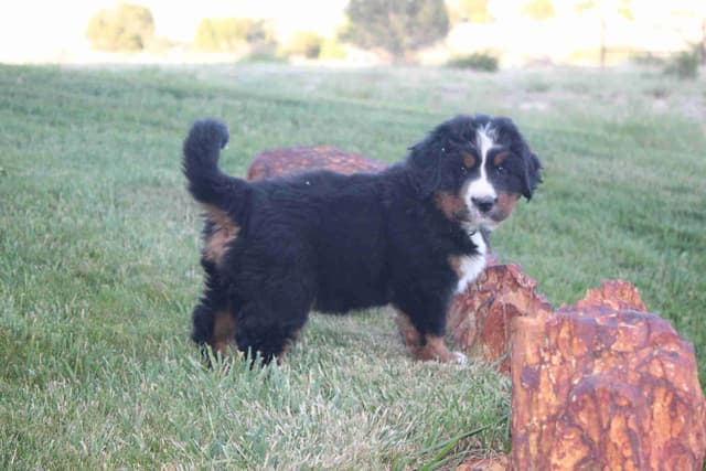 Bernese Mountain Dog Puppies media 8