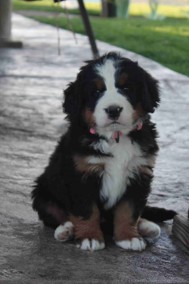 Bernese Mountain Dog Puppies media 9