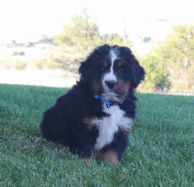 Bernese Mountain Dog Puppies media 10