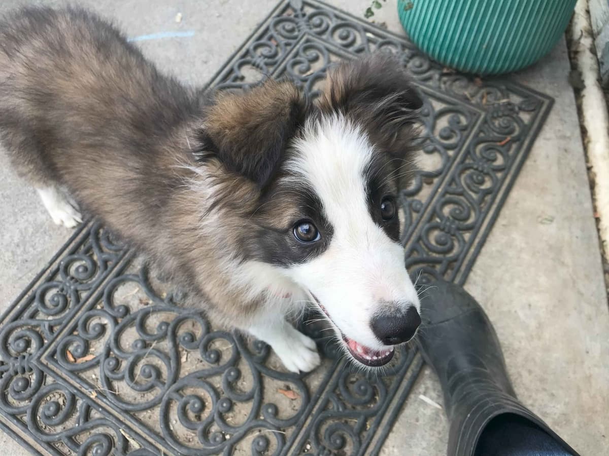 Border Collie Puppies breeder image 3